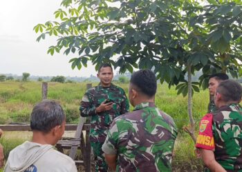 DANDIM 0416/BUTE Tinjau OPLAH di Desa Lubuk Benteng Tebo Program Swasembada Pangan Nasional