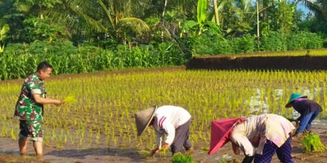 Genjot Swasembada Pangan, Babinsa Slorok Bantu Petani