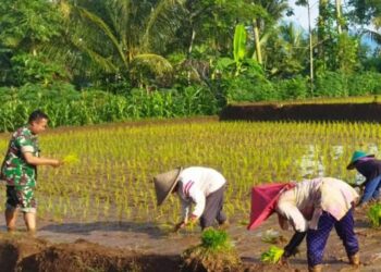 Genjot Swasembada Pangan, Babinsa Slorok Bantu Petani