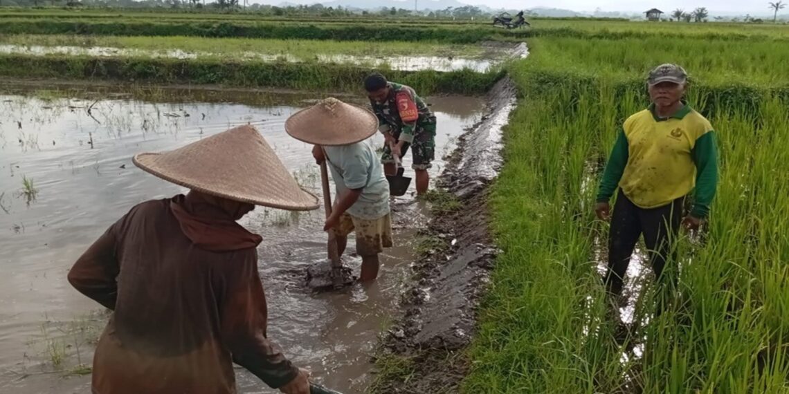 Babinsa Desa Mronjo Turun Langsung Ke Sawah Bantu Petani Siapkan Lahan Tanam Padi
