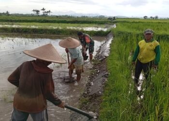 Babinsa Desa Mronjo Turun Langsung Ke Sawah Bantu Petani Siapkan Lahan Tanam Padi