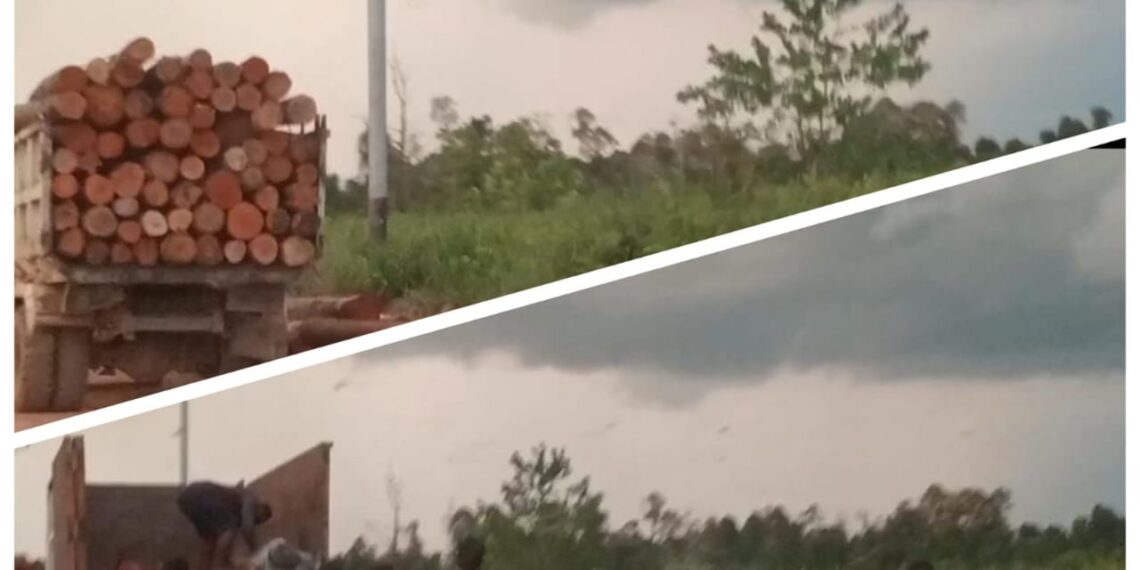 Gunung Tamang Dirusak Alat Berat, Oknum Pelaku Ilegal Logging di Sungai Raya Dan  Ambawang Kian Menggila APH Diam