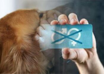 Berikut Jerat Hukum Bagi Pelaku Pemerkosa Hewan