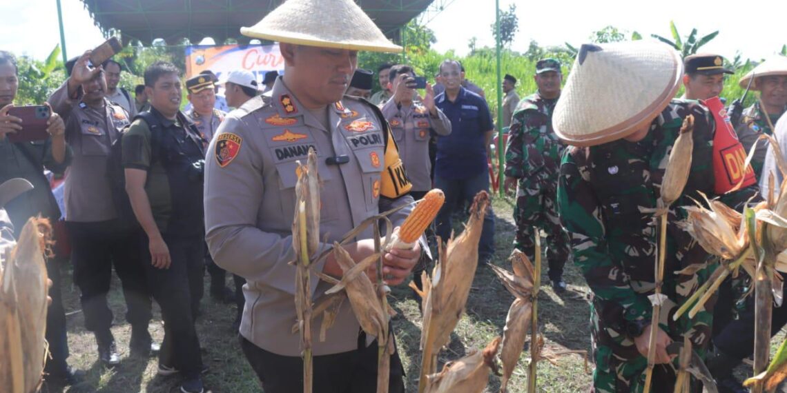 Wujudkan Ketahanan Pangan, Polresta Blitar Panen Raya Jagung