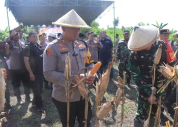 Wujudkan Ketahanan Pangan, Polresta Blitar Panen Raya Jagung