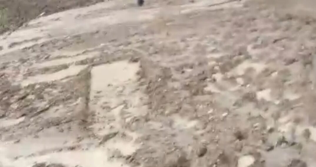 Di duga belum kantongi izin proyek pembangunan jalan yang akan di jadikan ternak sapi jadi sorotan