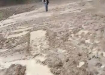 Di duga belum kantongi izin proyek pembangunan jalan yang akan di jadikan ternak sapi jadi sorotan